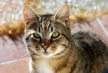 Before photo of a small tabby cat sitting outdoors with buildings in the background