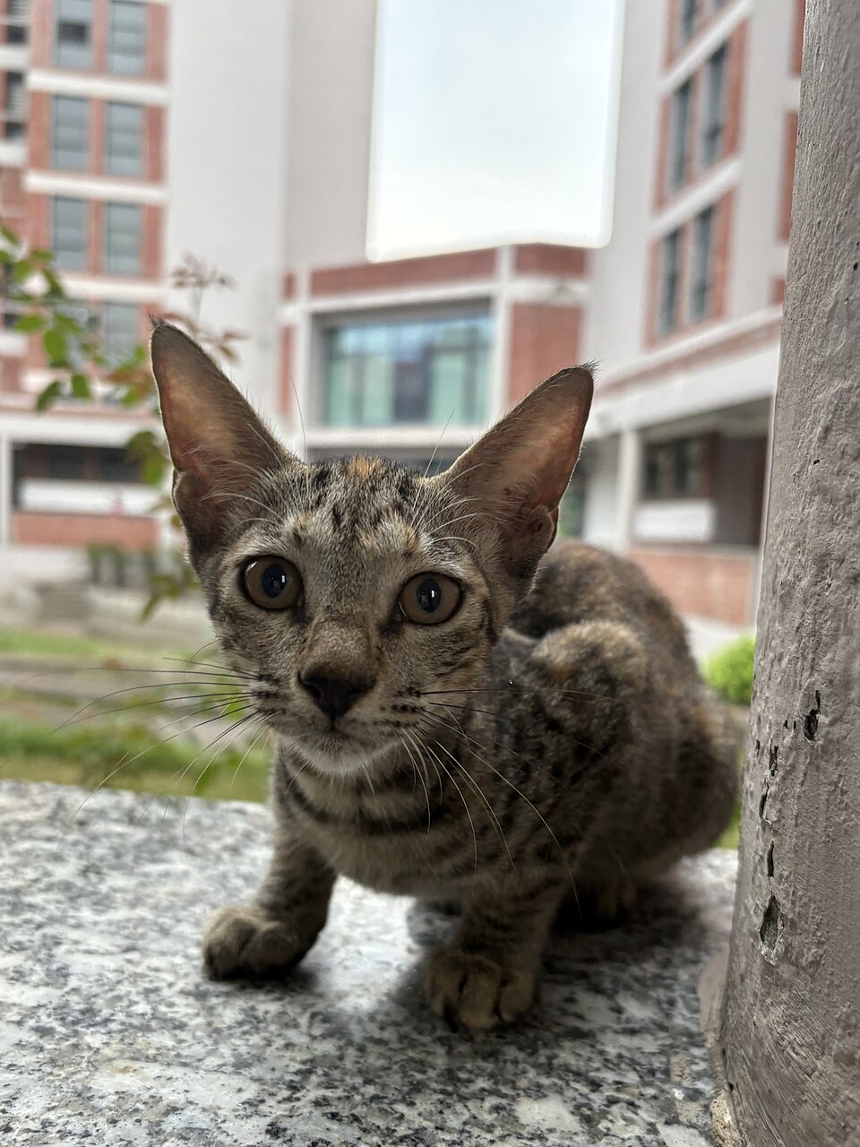 Before photo of a young tabby cat crouching outdoors near a building