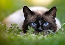 Before photo of a Siamese cat peeking through grass with bright blue eyes