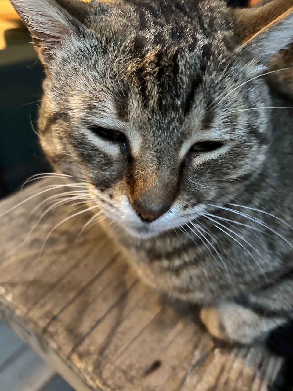 Before photo of a sleepy tabby cat photographed close up from above