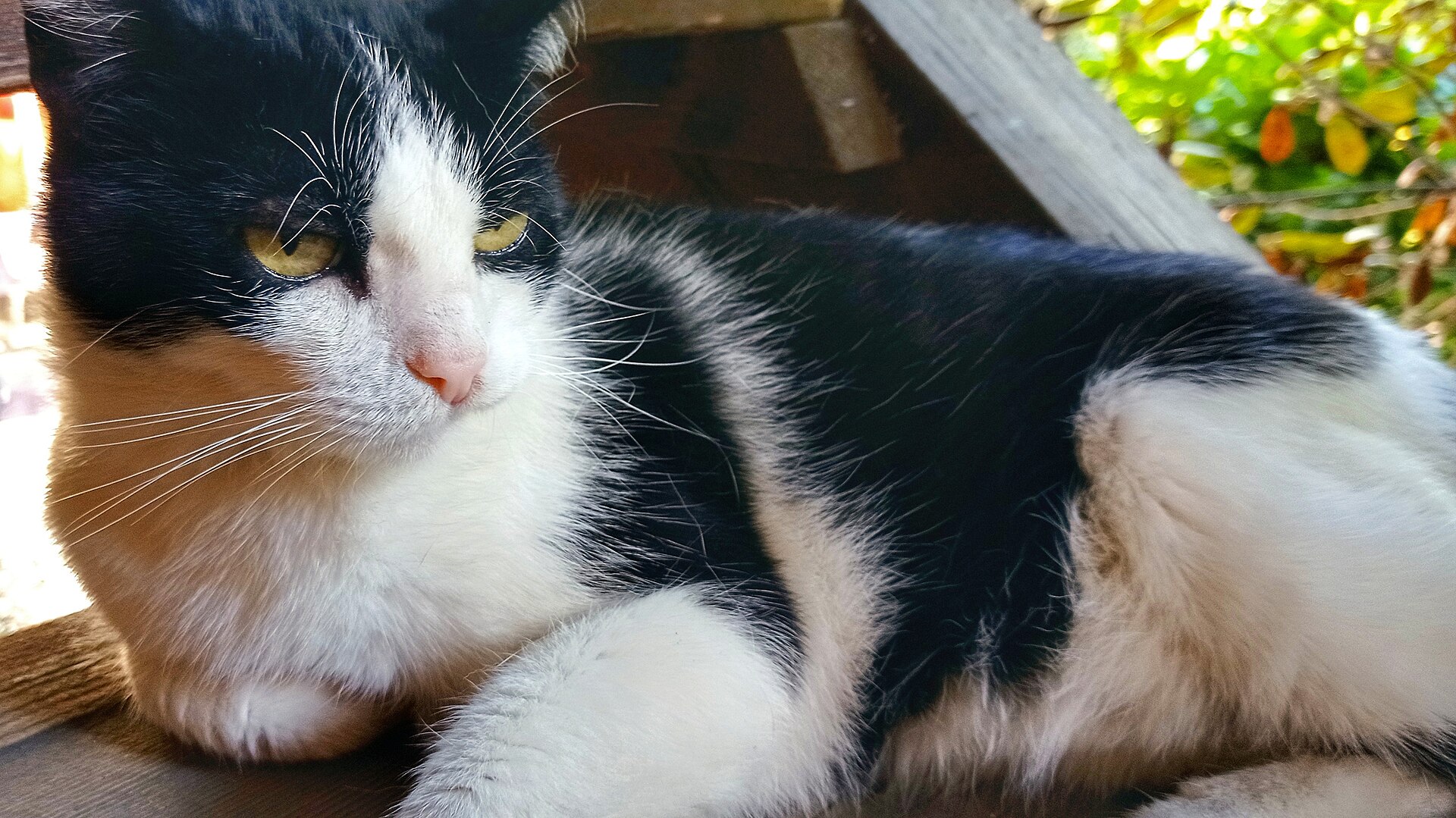 Before photo of a black and white cat resting outdoors in a horizontal pose