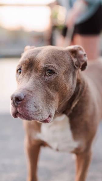 Before photo of a brown pit bull dog standing outdoors in a narrow portrait crop