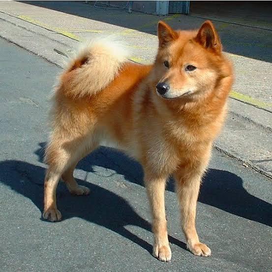 Before photo of a yellow Labrador retriever shown in side profile