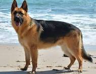 Before photo of a German shepherd standing on a beach with ocean waves behind it