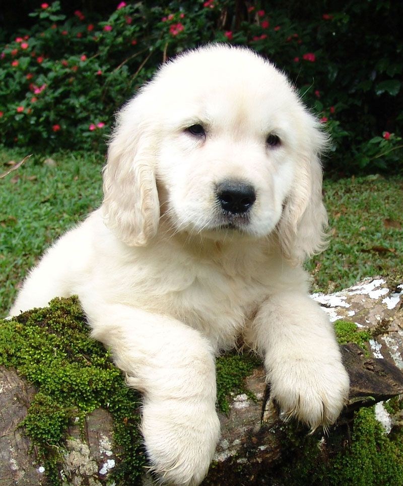 Before photo of a white golden retriever puppy resting on a mossy log