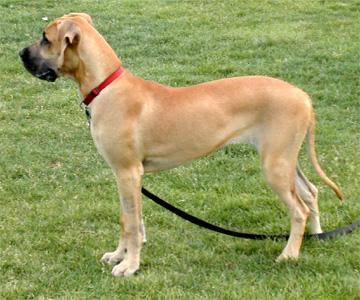 Before photo of a tan Great Dane standing on grass in side profile