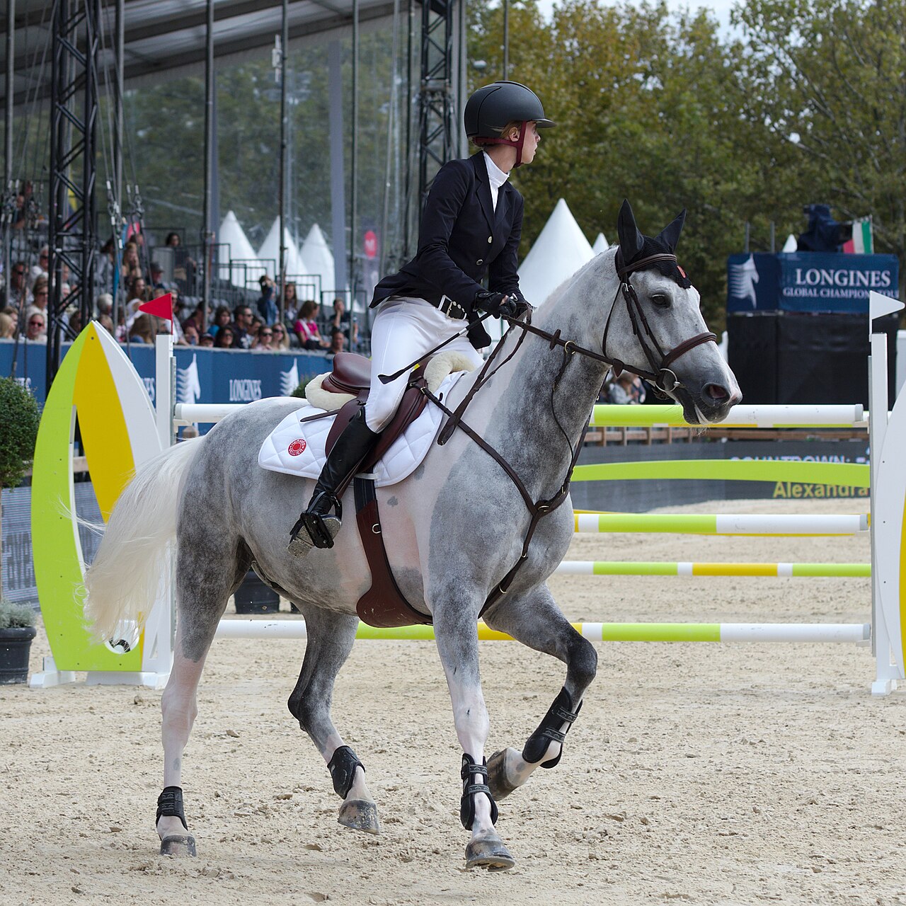 Before photo of a gray show jumping horse with rider in an equestrian arena