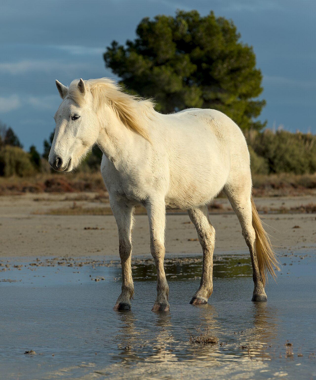 Before photo of a white horse standing in shallow water under a blue sky