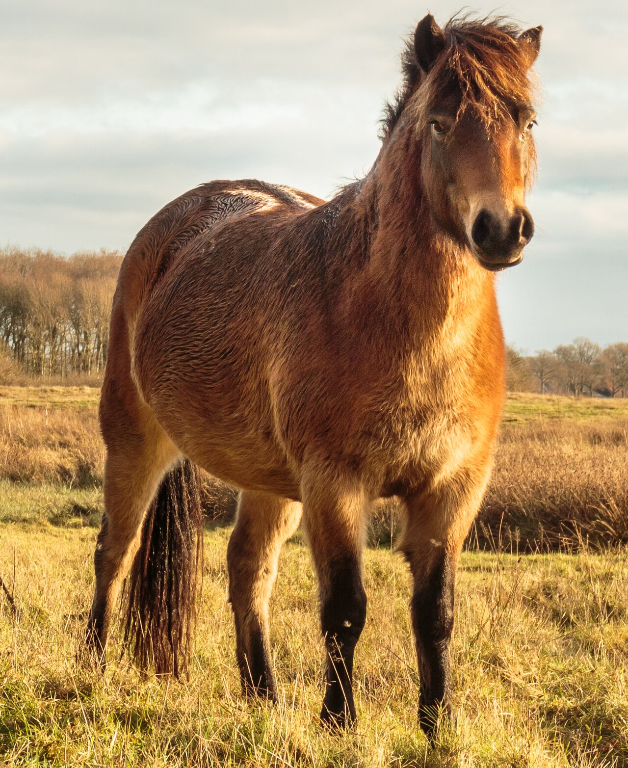 Before photo of a brown horse standing in a sunlit field